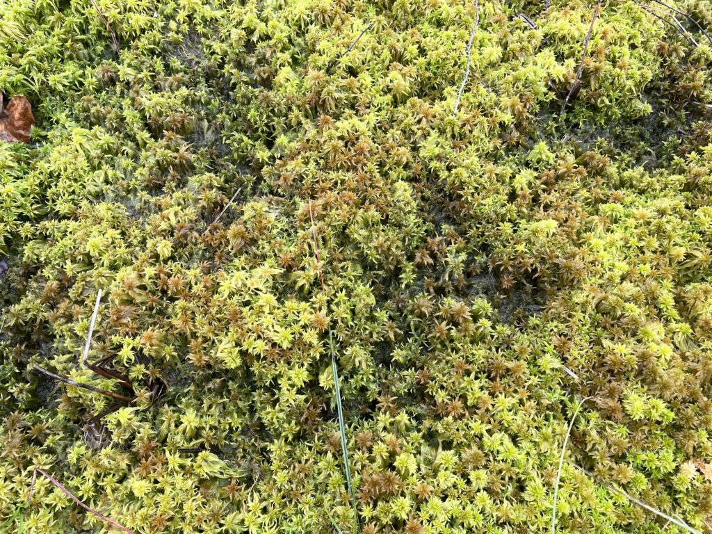 Sphagnum majus bei Hannover