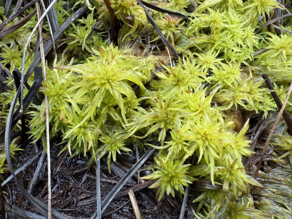 Sphagnum majus im Oberharz