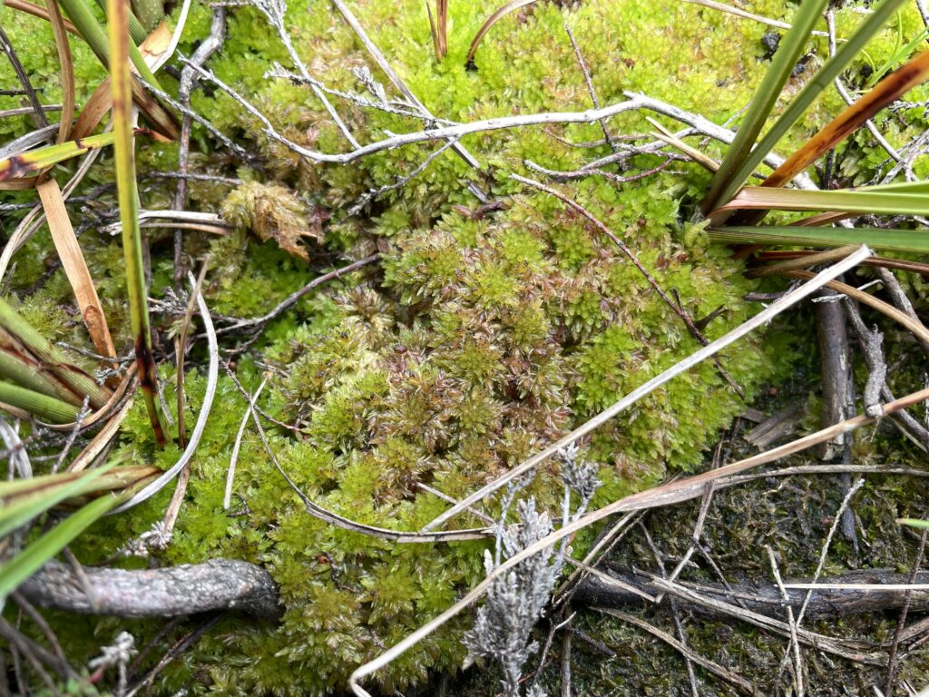 Sphagnum molle