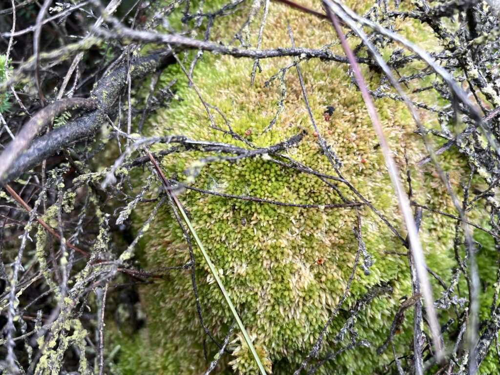 Sphagnum molle