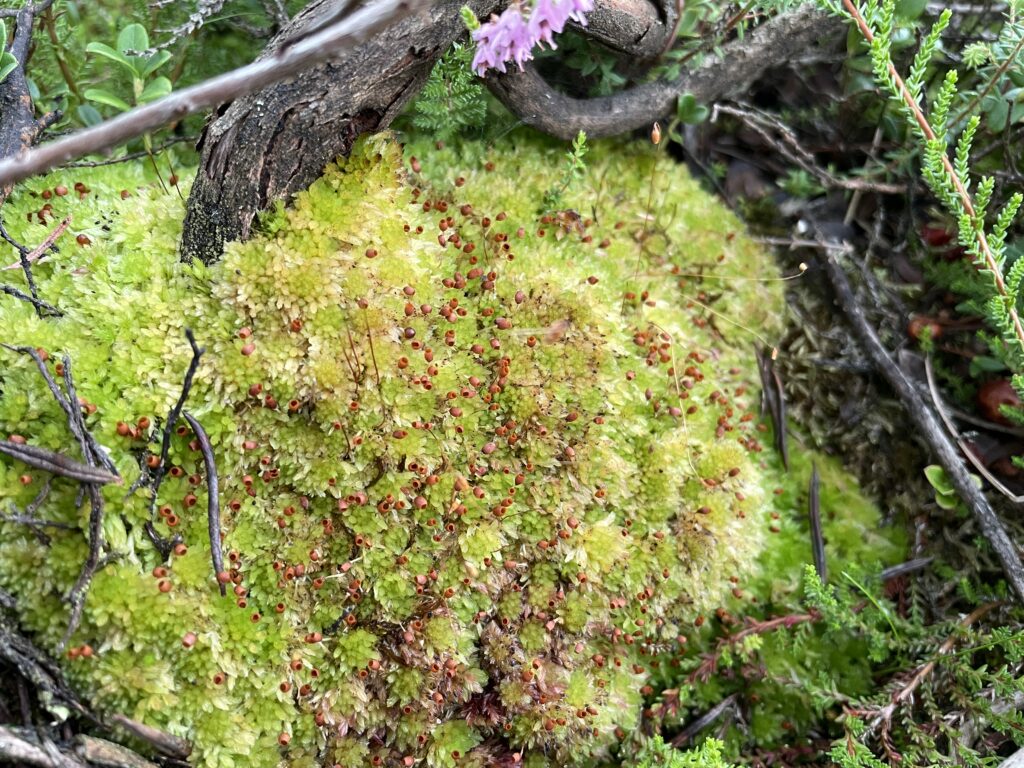Sphagnum molle