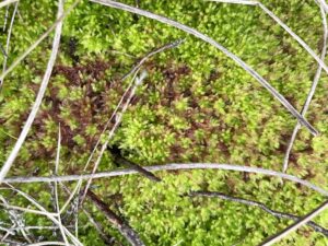 Sphagnum molle