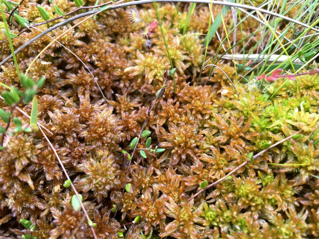Sphagnum pulchrum