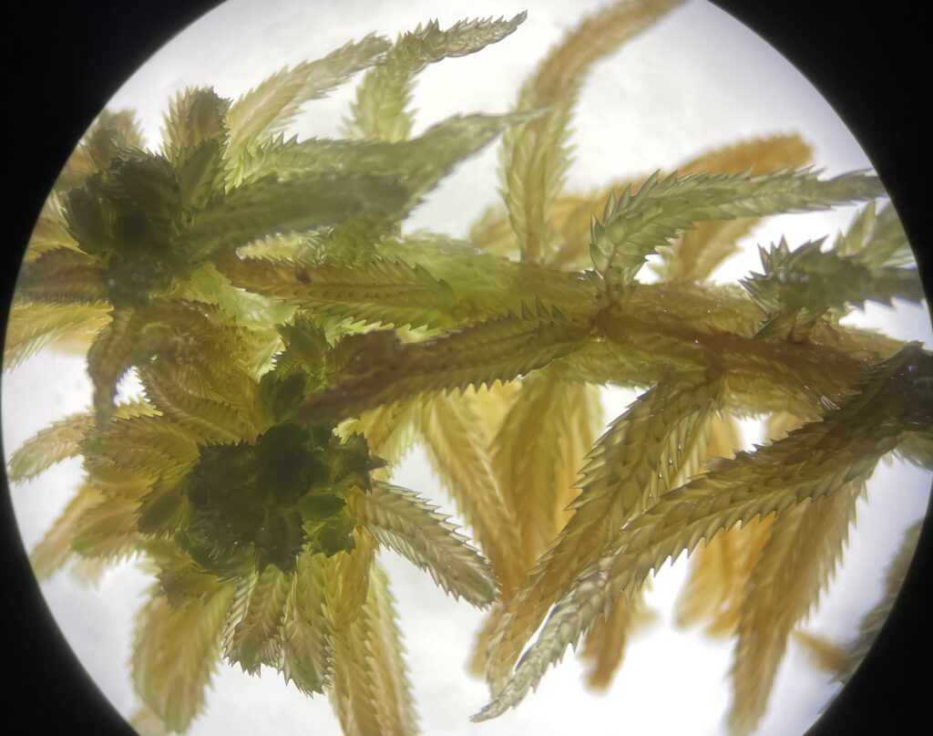 Sphagnum pulchrum