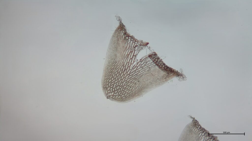 Stammblatt von Sphagnum pulchrum
