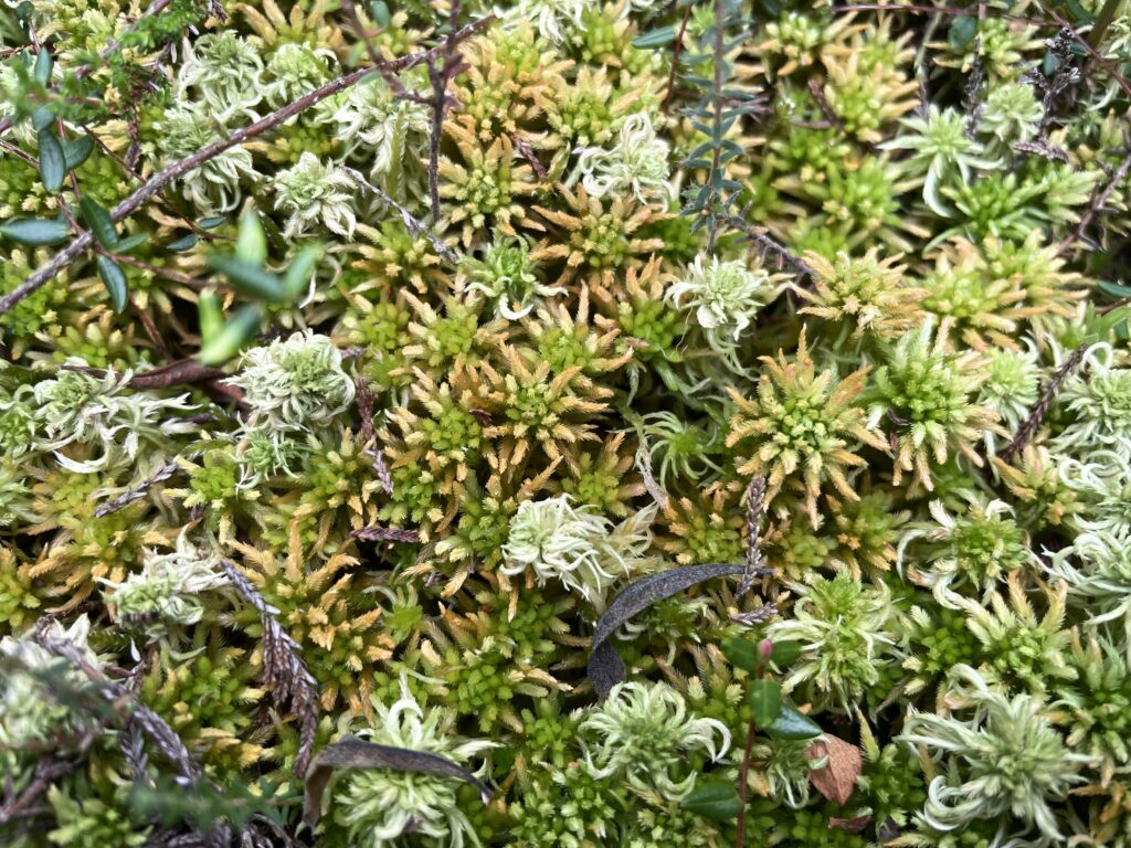 Sphagnum pulchrum