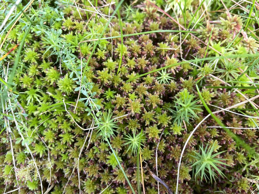 Sphagnum quinquefarium