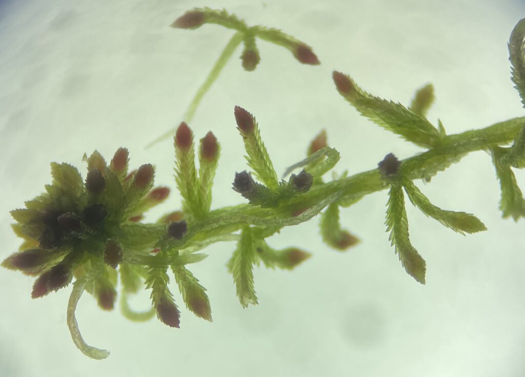 Sphagnum quinquefarium