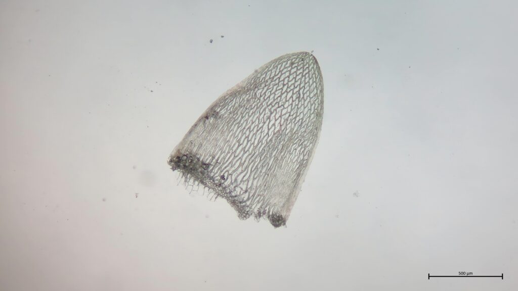 Stammblatt von Sphagnum quinquefarium