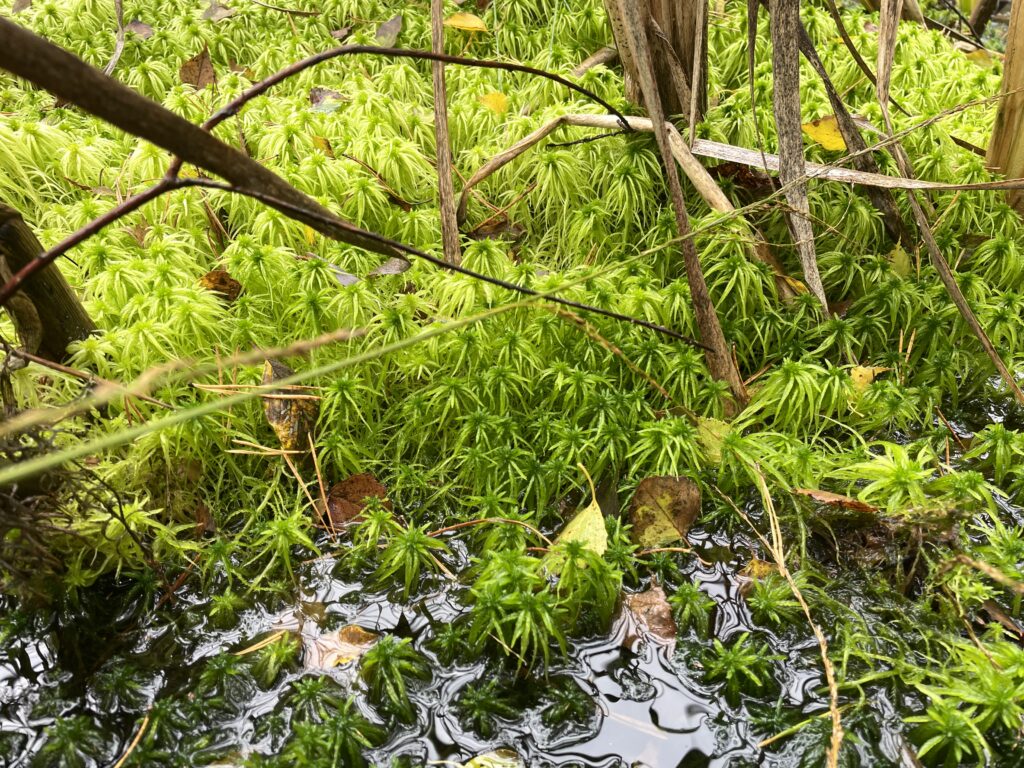 Sphagnum riparium