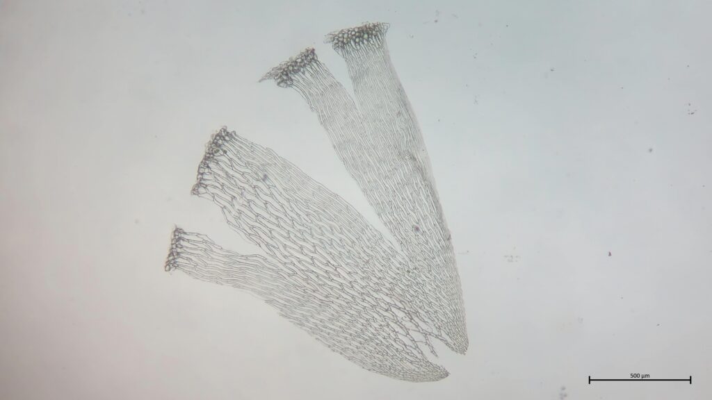 Stammblatt von Sphagnum riparium