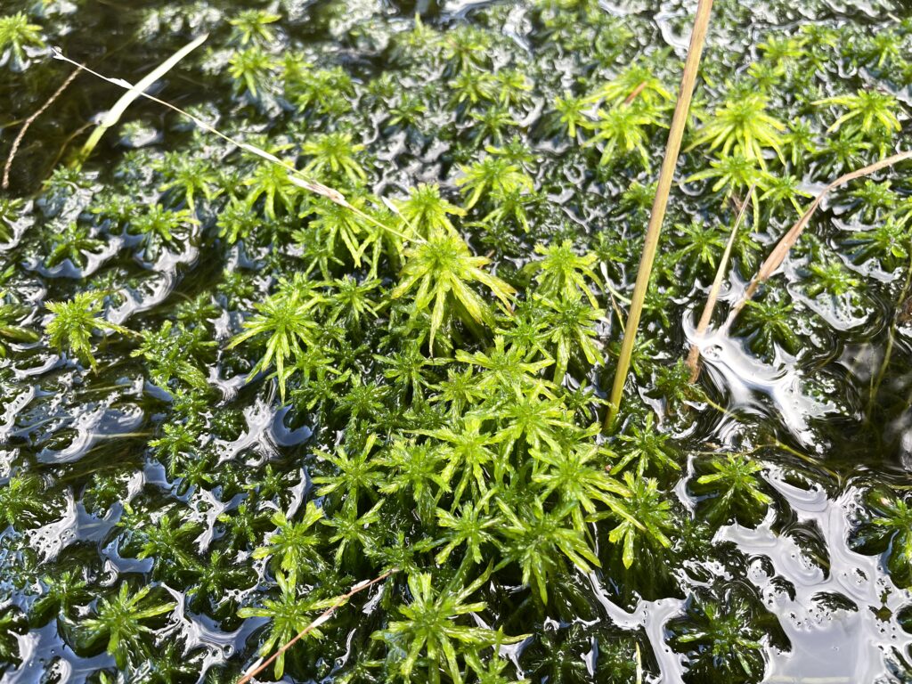 Sphagnum riparium