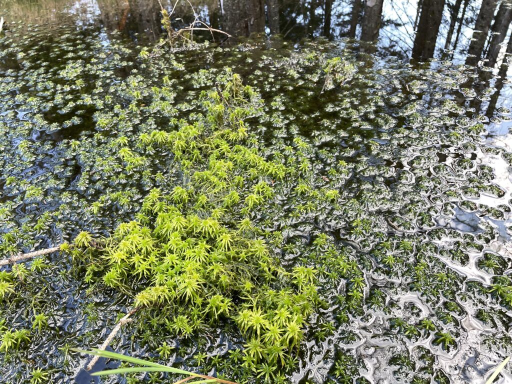 Sphagnum riparium