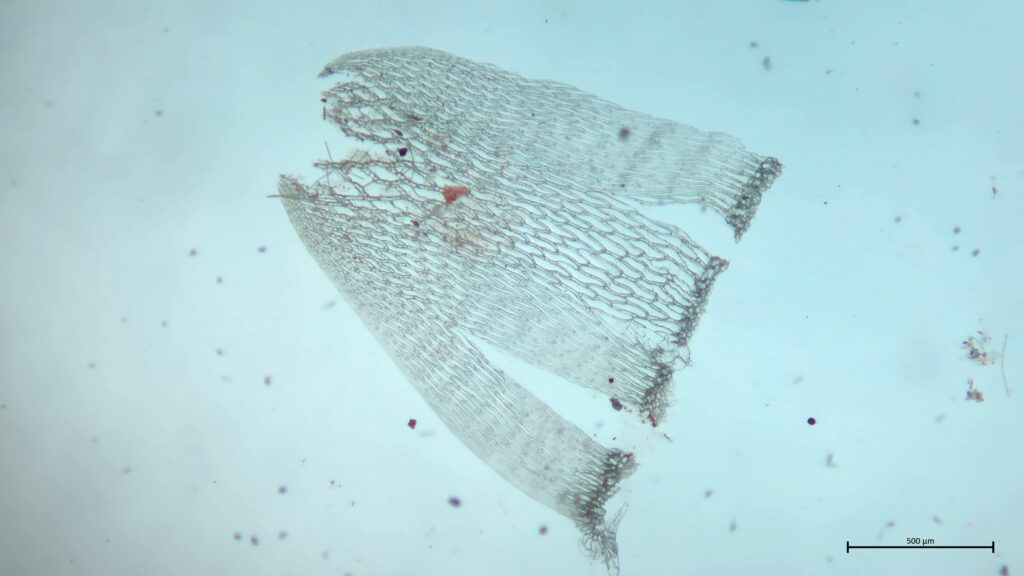Stammblatt von Sphagnum riparium