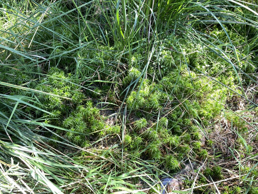 Sphagnum riparium