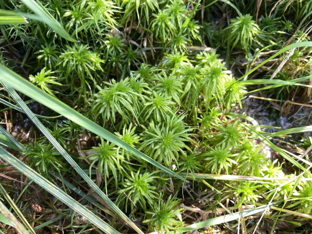 Sphagnum riparium