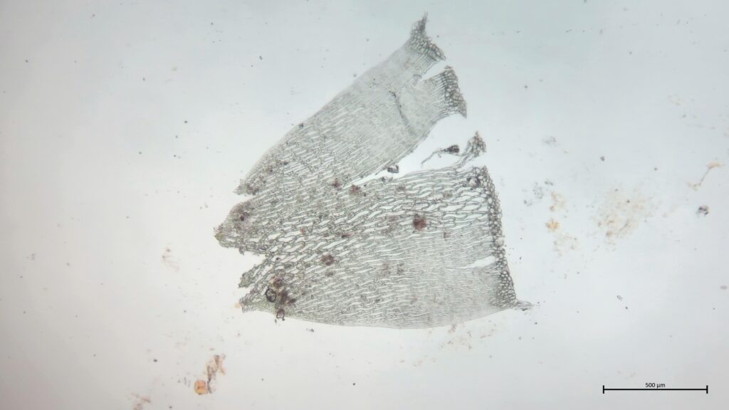 Stammblatt von Sphagnum riparium