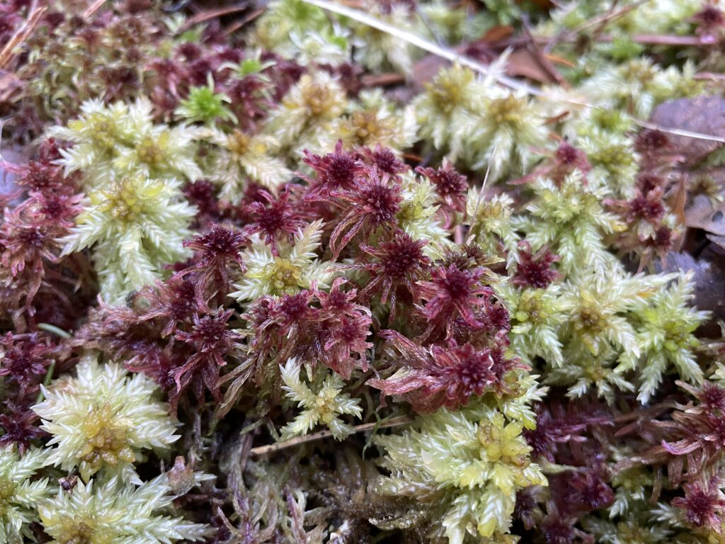 Sphagnum rubellum mit Sphagnum papillosum