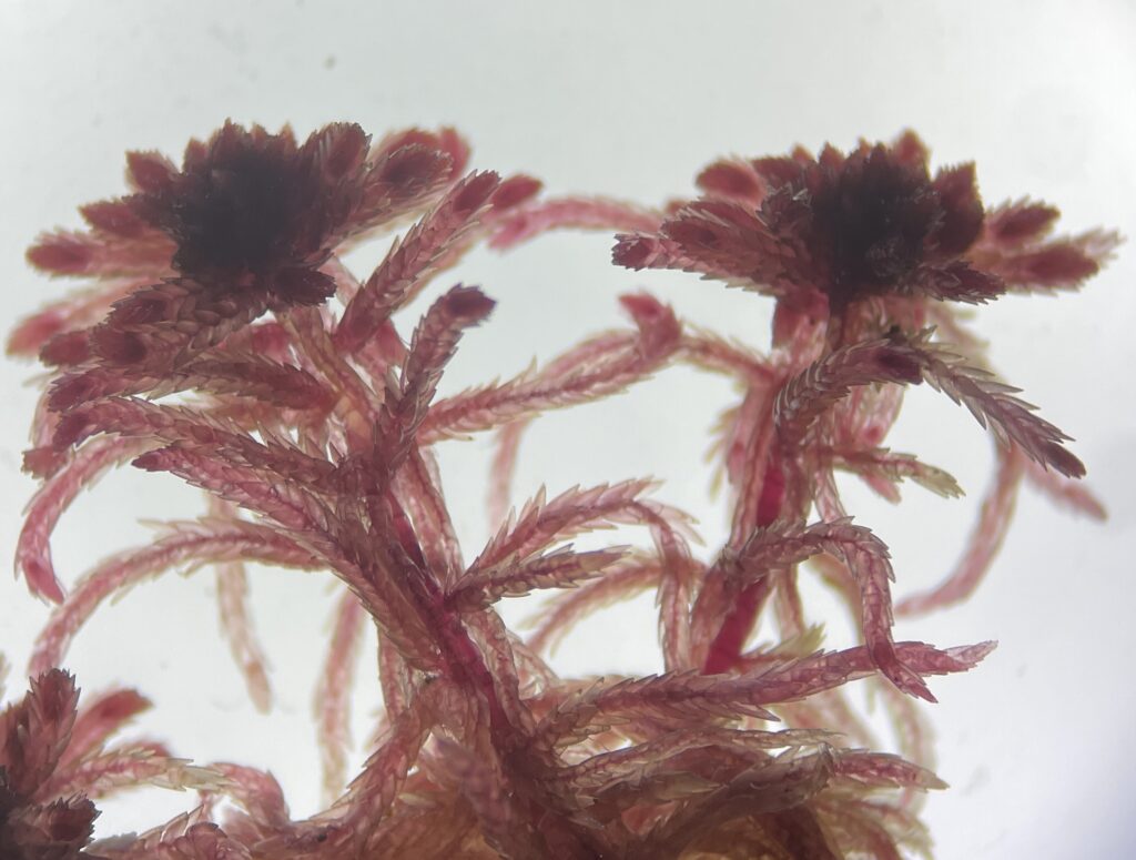 Sphagnum rubellum