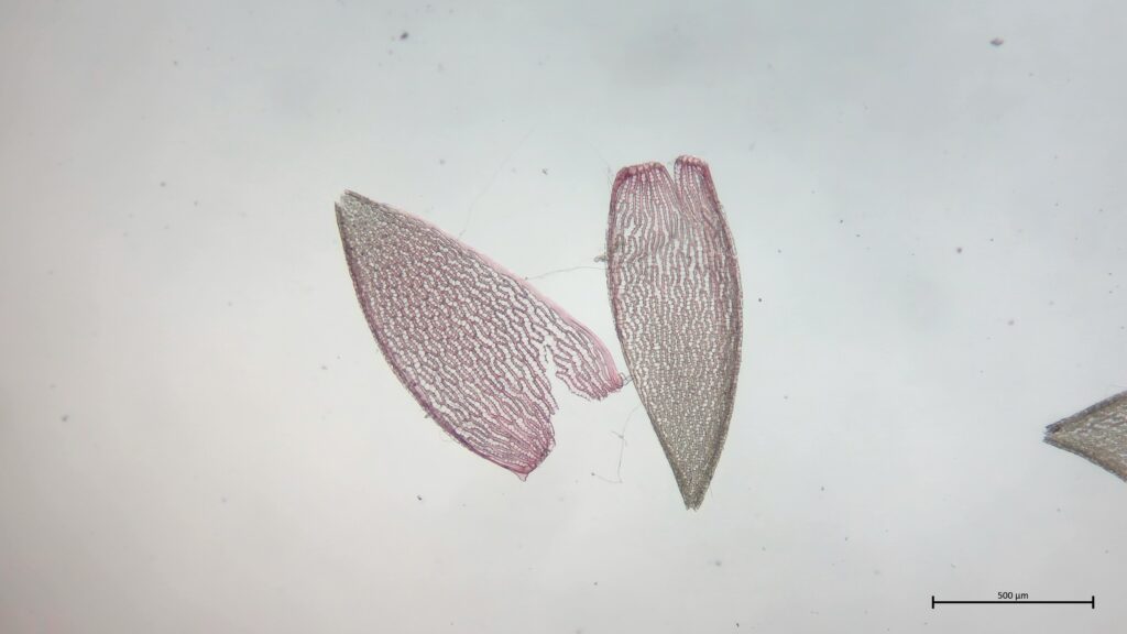 Astblatt von Sphagnum rubellum