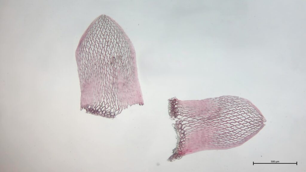 Stammblatt von Sphagnum rubellum