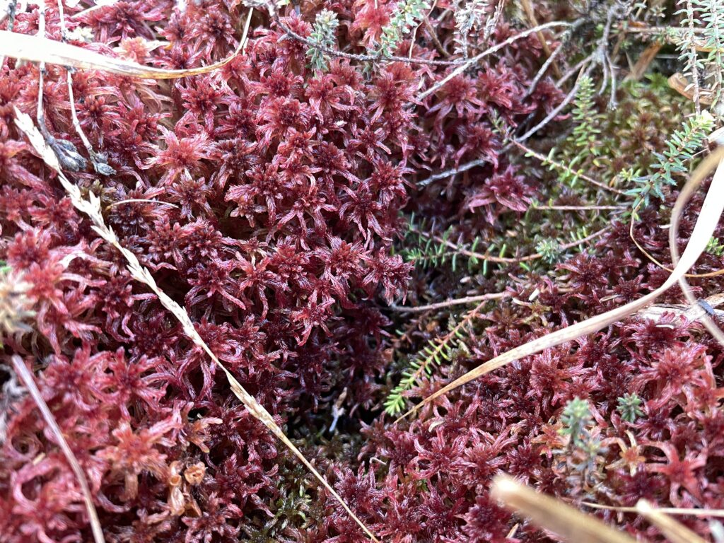 Sphagnum rubellum