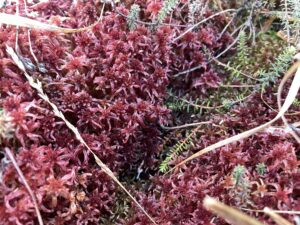 Sphagnum rubellum