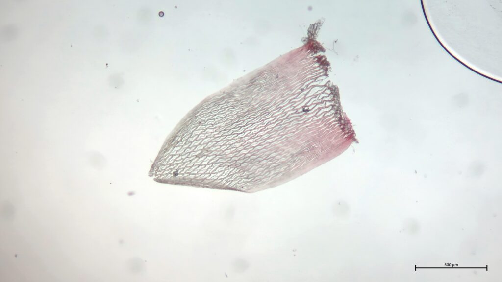 Stammblatt von Sphagnum rubellum