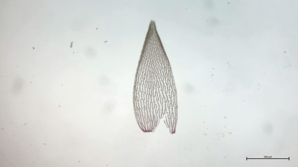 Astblatt von Sphagnum rubellum