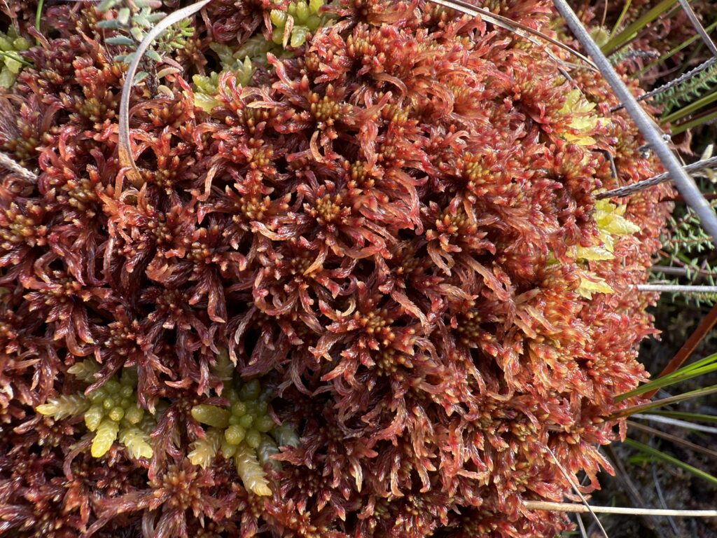 Sphagnum rubellum