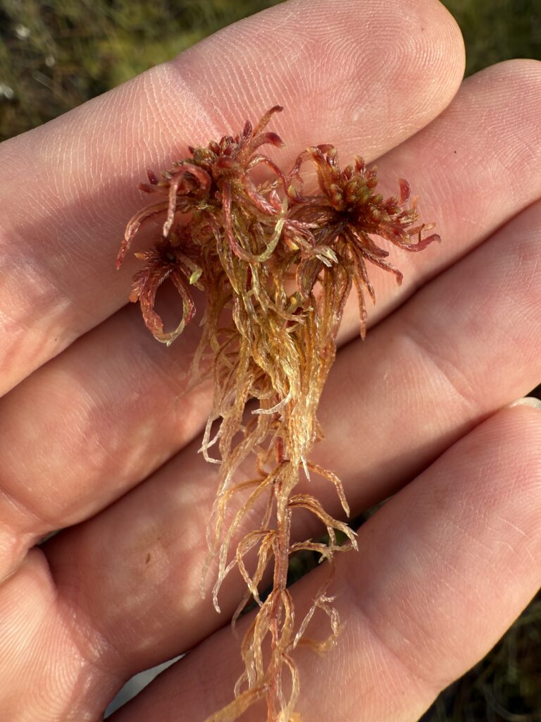 Sphagnum rubellum