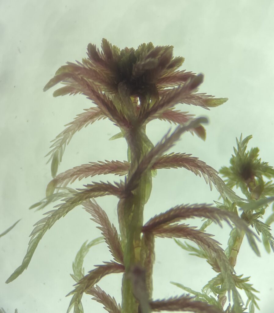 Sphagnum rubellum