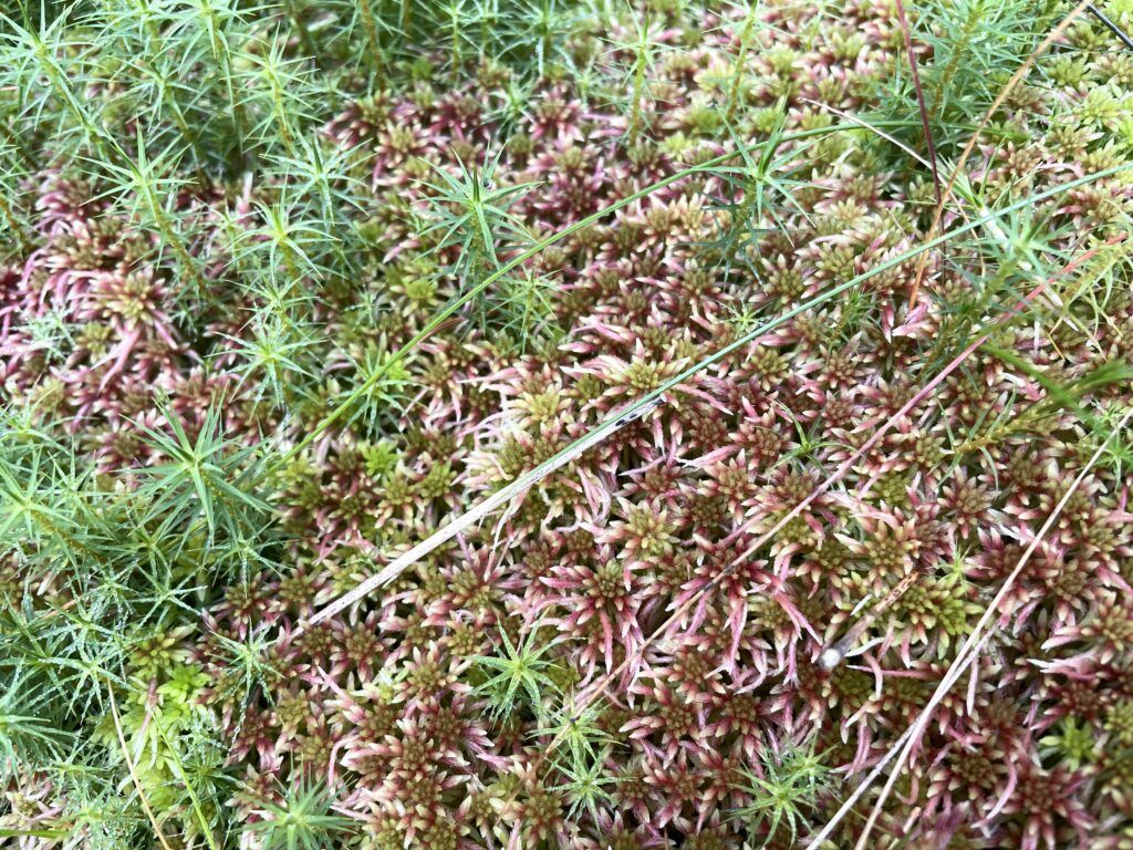 Sphagnum russowii