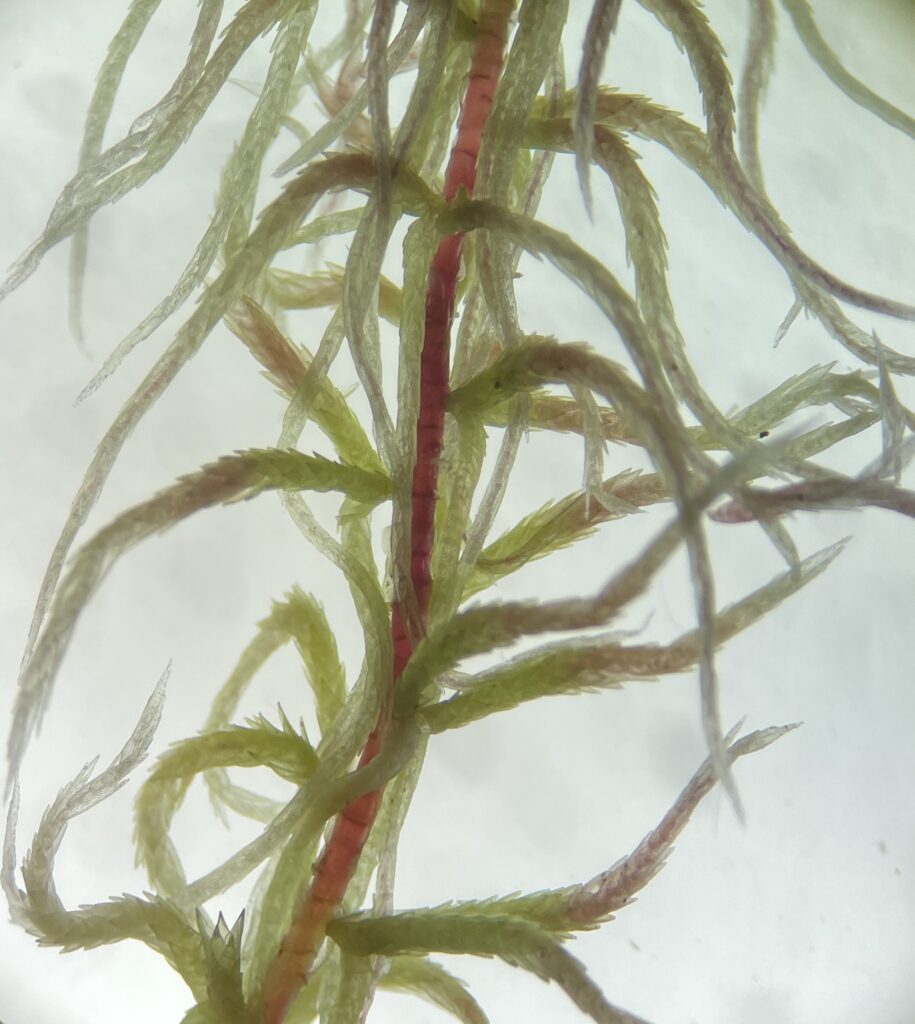 Sphagnum russowii