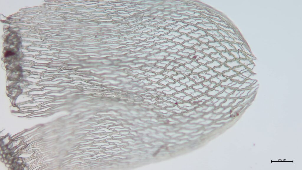 Stammblatt von Sphagnum russowii