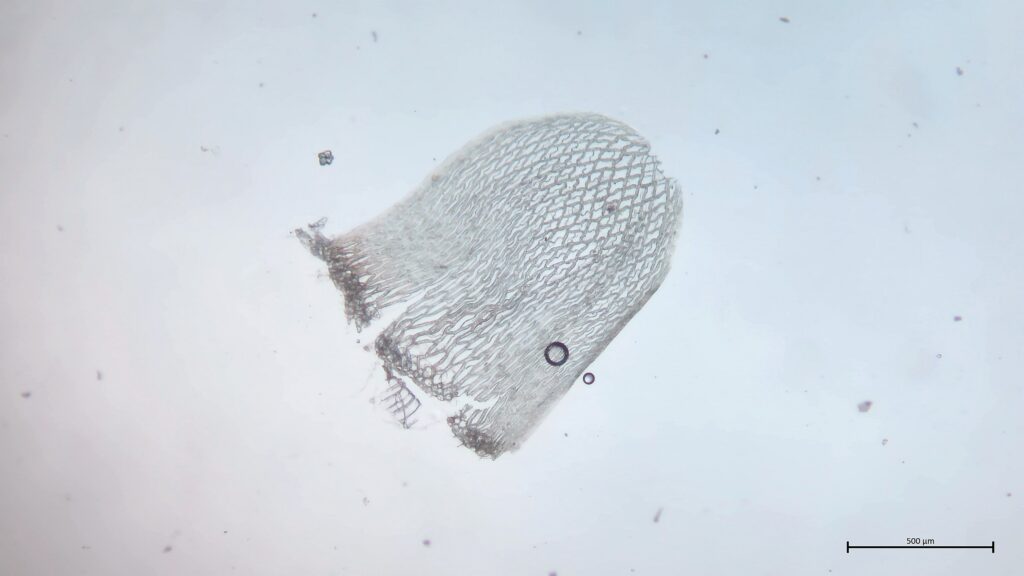 Stammblatt von Sphagnum russowii