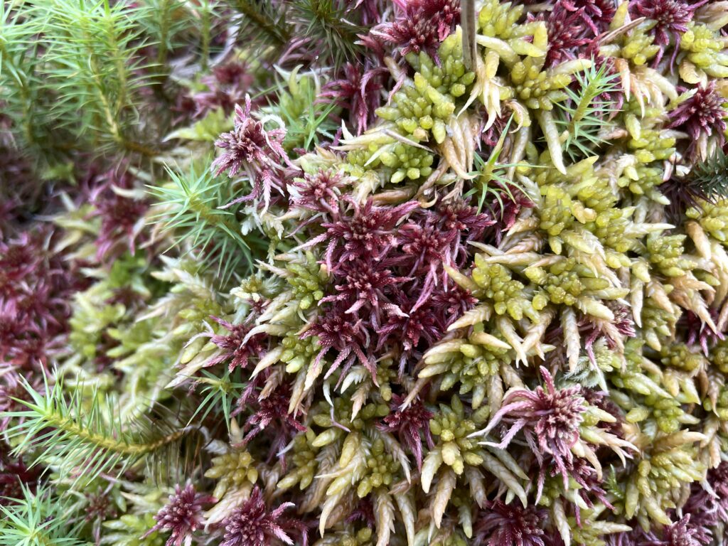 Sphagnum russowii