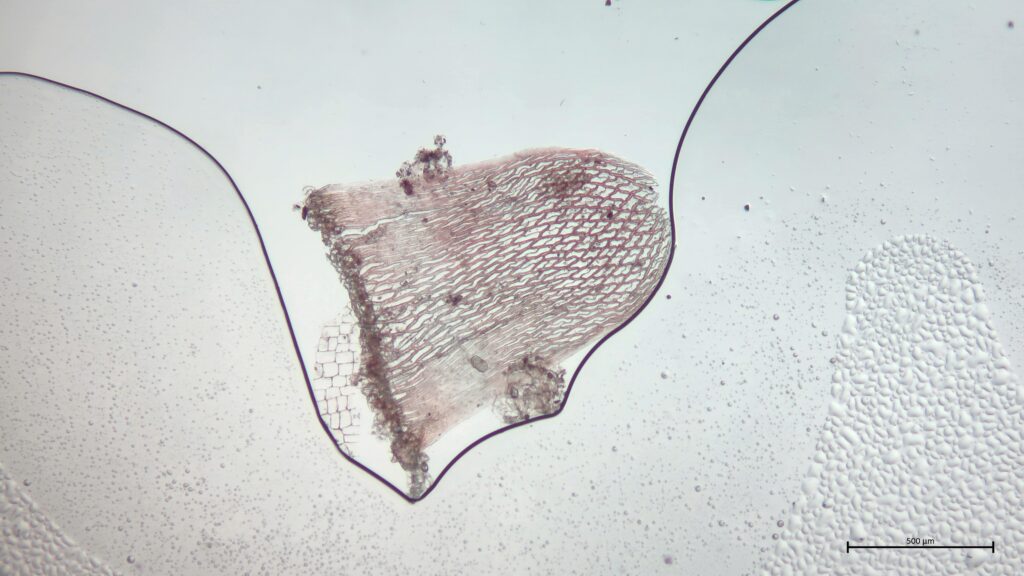 Stammblatt von Sphagnum russowii