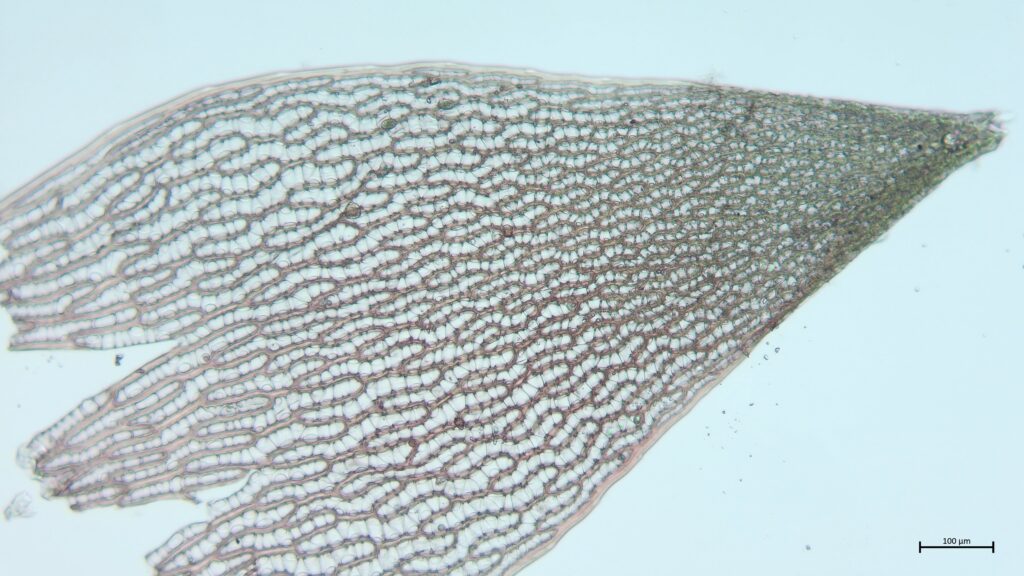 Astblatt von Sphagnum russowii