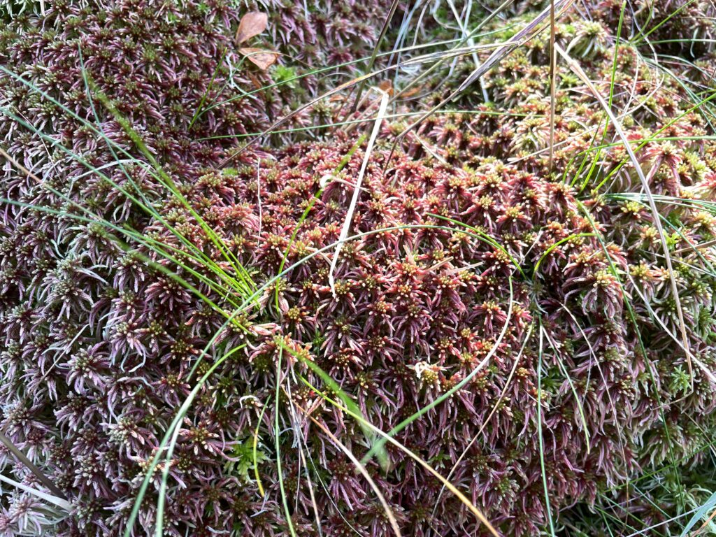 Sphagnum russowii