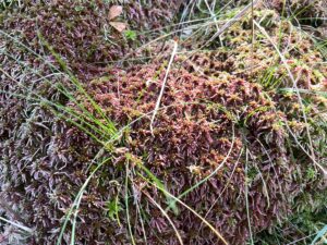 Sphagnum russowii