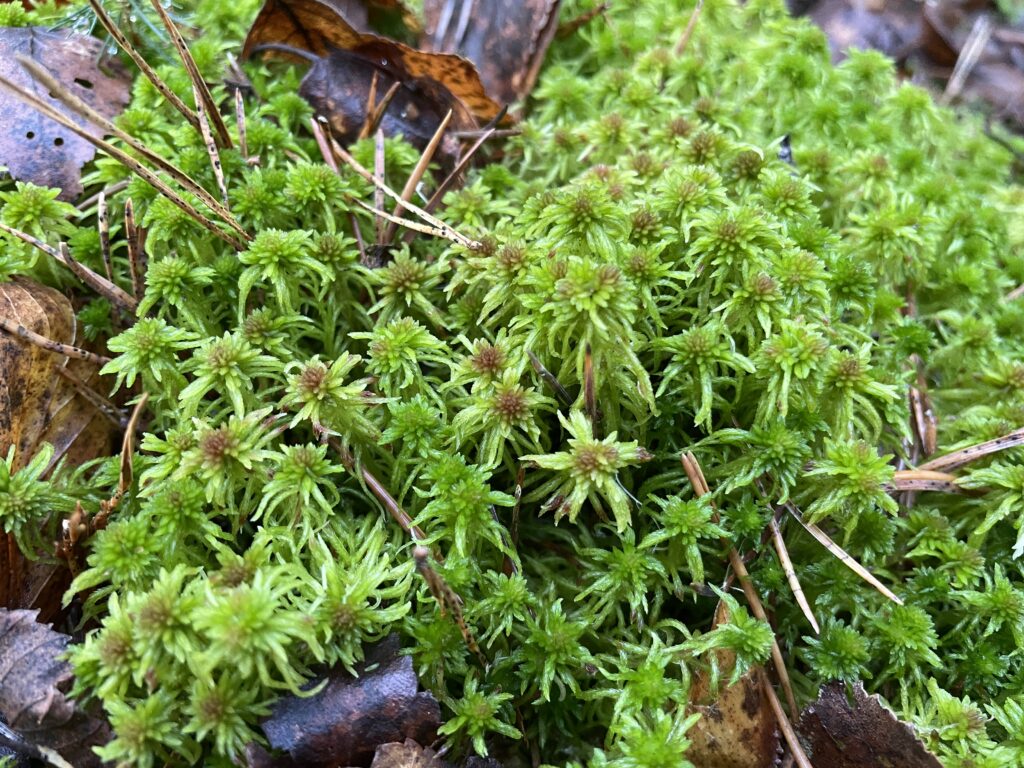 Sphagnum russowii