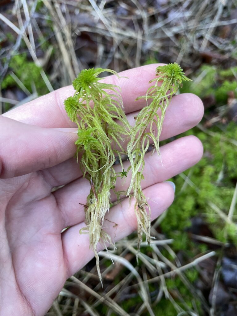 Sphagnum russowii