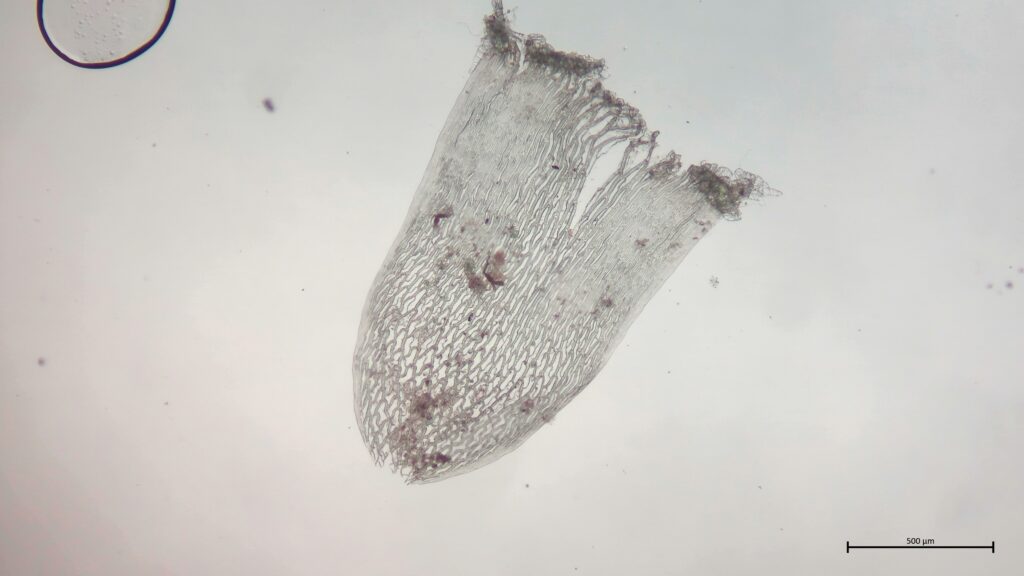 Stammblatt von Sphagnum russowii
