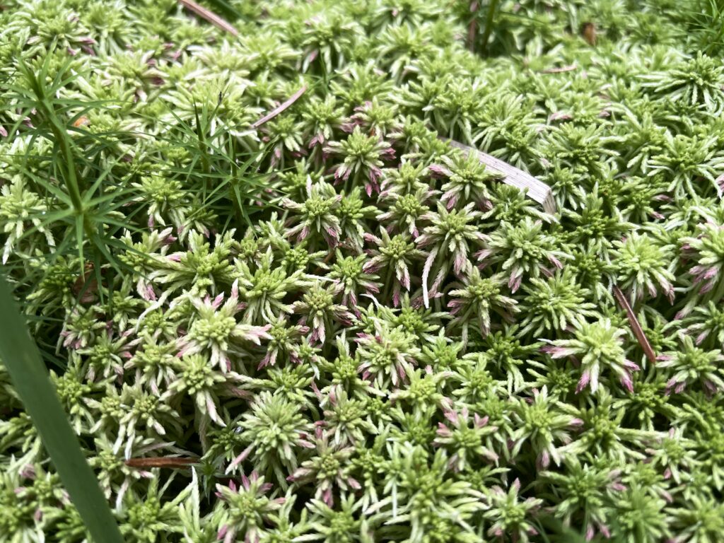 Sphagnum russowii