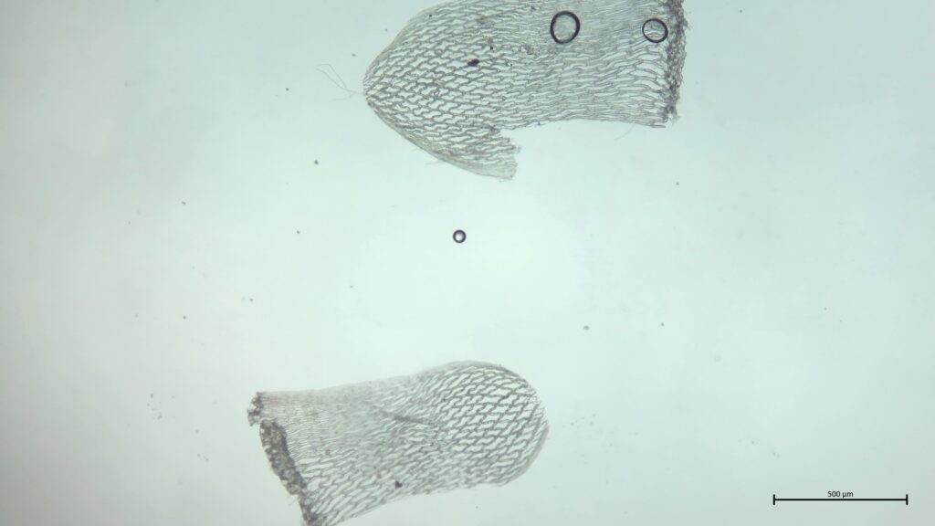 Stammblatt von Sphagnum russowii