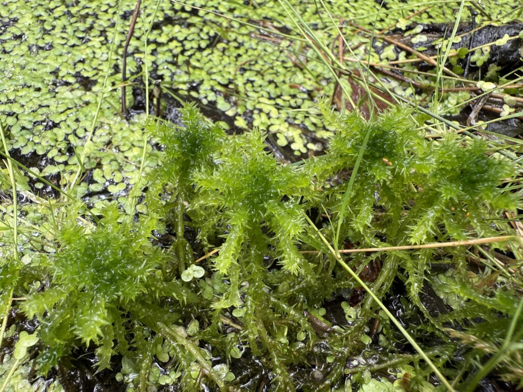 Sphagnum squarrosum