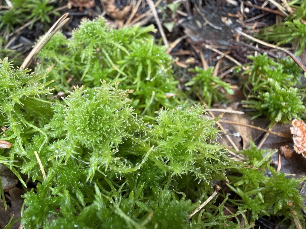 Sphagnum squarrosum