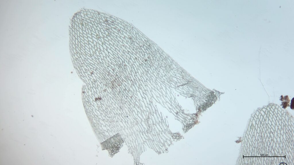 Stammblatt von Sphagnum squarrosum
