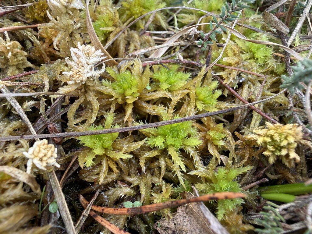 Sphagnum squarrosum